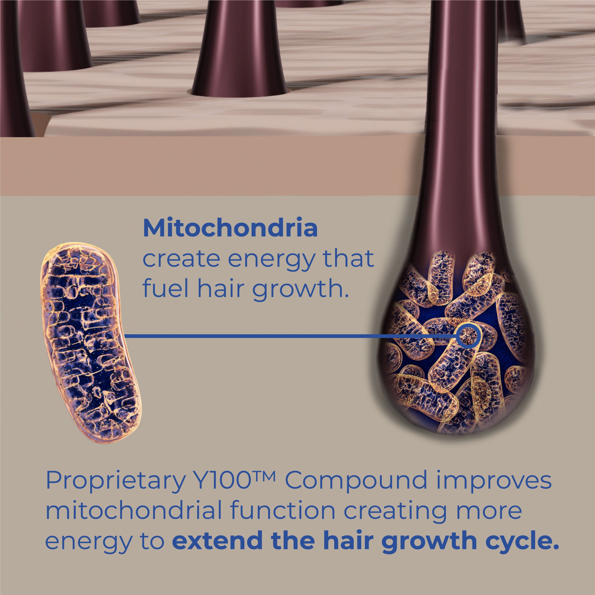 Mitochondria create energy that fuel hair growth.